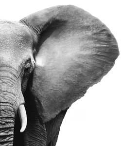 Image Éléphant côté droit